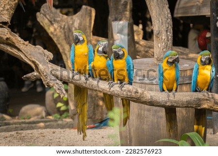 group of blue and yellow macaw perching on branch in the zoo