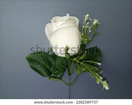 white flowers and gray background