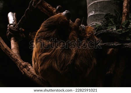Linnaeus's two-toed sloth (Choloepus didactylus), also known as the southern two-toed sloth.