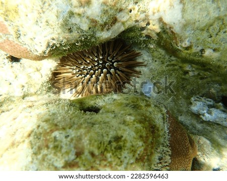 Black and gold sea urchins among the bleached corals in the Sea of Bali, Indonesia taken from a high angle