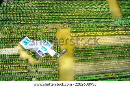 The garden water of Yellow Daisies, aerial view, preparing to harvest. They are hydroponic planted in gardens along the Mekong Delta for sale during the Lunar New Year of Vietnam