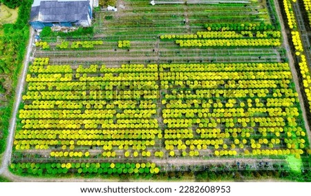 The garden water of Yellow Daisies, aerial view, preparing to harvest. They are hydroponic planted in gardens along the Mekong Delta for sale during the Lunar New Year of Vietnam