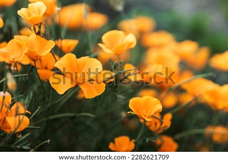 orange-colored flowers of the poppy family, close-up, shallow depth of field, selective focus on the flower. orange petals