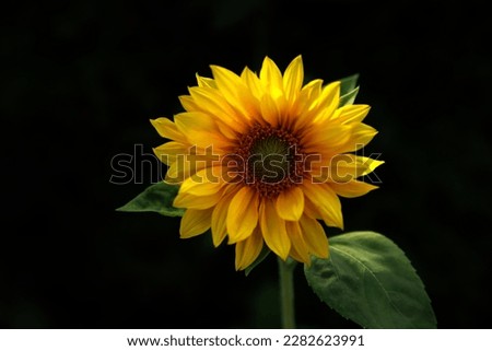 yellow sunflower on isolated on black background