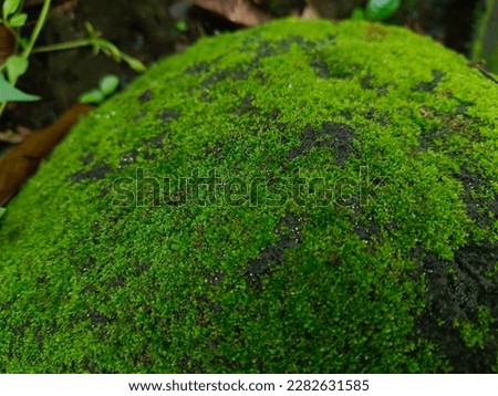 coral rock covered with green moss in the photo in the morning