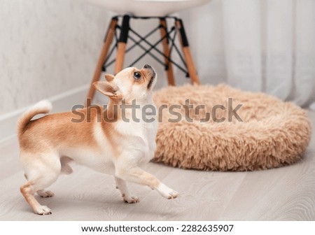 A chihuahua dog of a light color stands in a room against a background of a blurred chair, a dog bed. He looks up. The photo is blurred. High quality photo