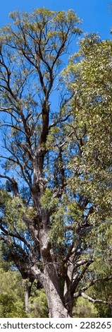 Tuart, Eucalyptus gomphocephala, the Noongar name for one of the Earth's rarest trees growing in Kalgulup Regional Park at Dalyellup, South Western Australia, providing habitat for birds and possums.