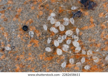 Mites, small arachnids (Acaridae, Oribatid moss mite, Oribatida) on rotting plant remains. Royalty-Free Stock Photo #2282658611