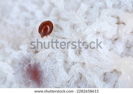 Mites, small arachnids (Acaridae, Oribatid moss mite, Oribatida) on the rotting fruit. Royalty-Free Stock Photo #2282658615