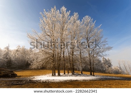Frost on the trees, winter landscape photo