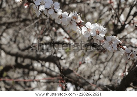 The fabulously beautiful white flowering of trees: cherries and apricots in spring creates a pleasant, light, sweetish aroma around, creating a cozy and joyful atmosphere.