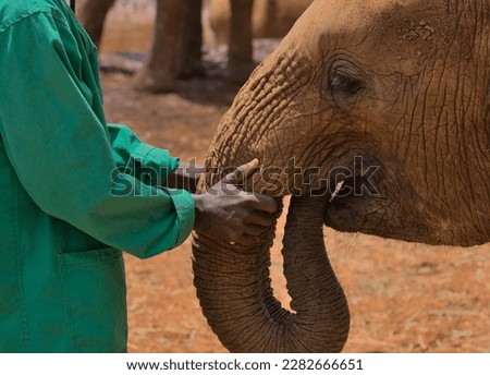 a keeper touches the trunk of a young orphaned african elephant comforting it at the Sheldrick Wildlife Trust, Nairobi Nursery Unit, Kenya Royalty-Free Stock Photo #2282666651