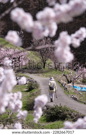 Apricot Blossom Fields, Spring in Japan (Chikuma City, Nagano)