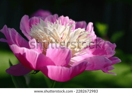 Solar summer morning. Single flower of a peony closeup. In the foreground pink petals. On them play of light and shadow.