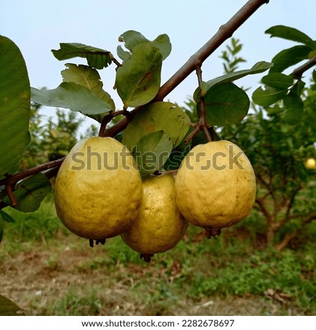 Beautiful guava fruit picture 4k