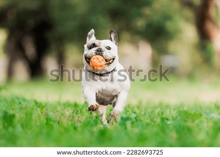A dog runs through the grass with a ball in his mouth. French bulldog  Royalty-Free Stock Photo #2282693725