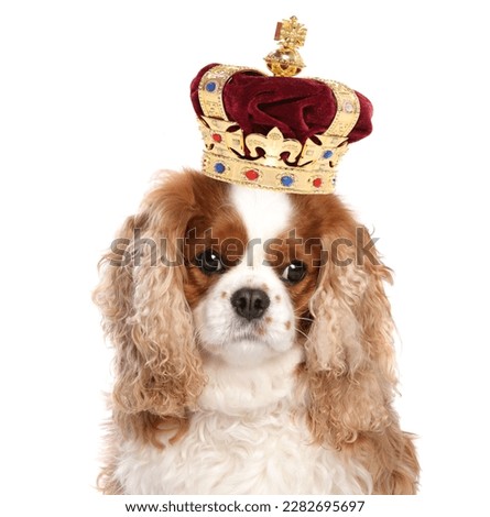 King Charles dog wearing a crown isolated on a white background Royalty-Free Stock Photo #2282695697