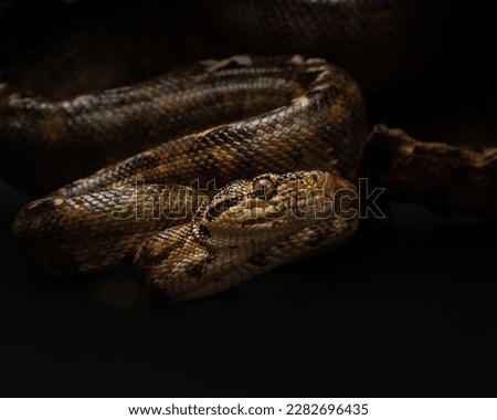 Amazon tree boa looks at camera. Portrait of Corallus hortulana in the studio. Evil muzzle of a tree snake on black. High quality photo