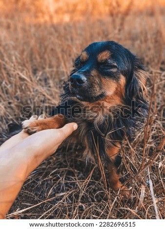 pictures of dogs, man's best friend