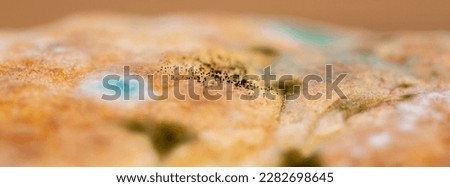 Mold on bread close-up macro. Mold on food. Fluffy mold spores as a background or texture. Mold fungus. Abstract background with copy space. Royalty-Free Stock Photo #2282698645