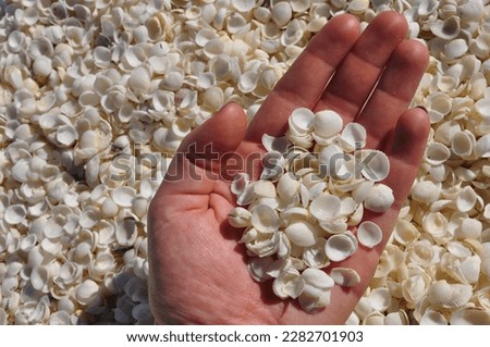 Shell Beach full of shells and human hand