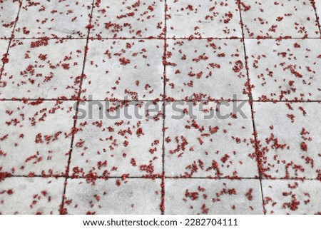 fallen from the tree red pink green buds on square pavement tiles gray and red background natural background