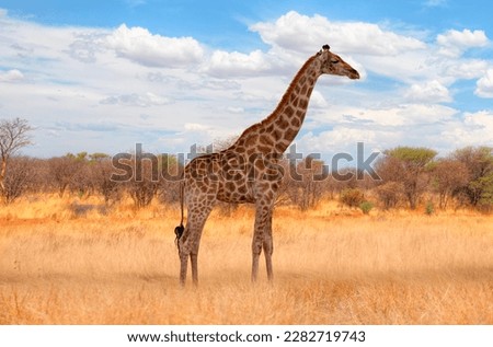 Giraffe walking in yellow grass on the Ethosa national park - Namibia, Africa Royalty-Free Stock Photo #2282719743