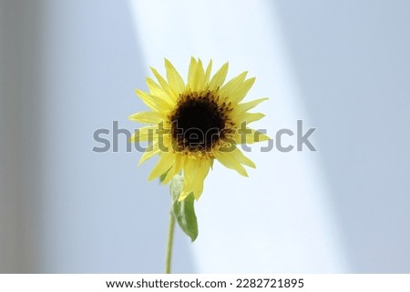 sunflower yellow summer images flower shop