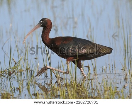 The glossy ibis (Plegadis falcinellus) is a water bird in the order Pelecaniformes and the ibis and spoonbill family Threskiornithidae.  Royalty-Free Stock Photo #2282728931