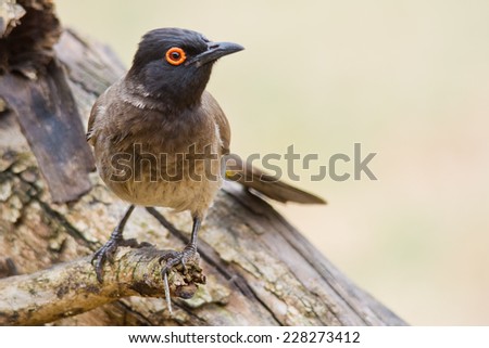 The African Red-eyed Bulbul or Black-fronted Bulbul (Pycnonotus nigricans) ~ South Africa