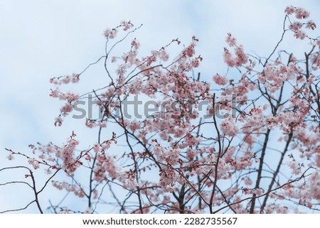 Pink flowers against the blue sky. The first spring blooming flowers on the tree. Macro photo. Wallpaper. Spring season. Selective focus on photo. cherry blossoms in the spring season in the park.