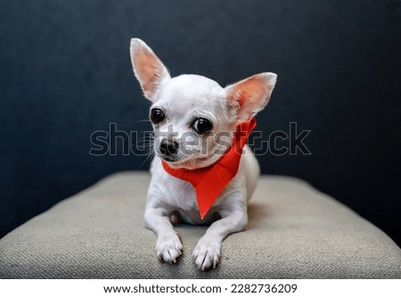 Chihuahua dog lies on a gray sofa with a red ribbon around his neck in the form of a small tie and looks away.