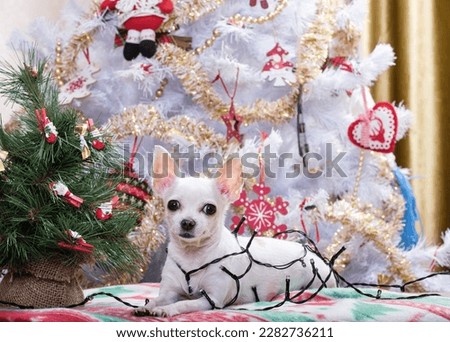 A small dog of the Chihuahua breed lies on a blanket with New Year's pictures on the background of the Christmas tree.