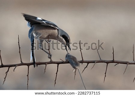 Iberian Gray Shrike on its perch eating spines Royalty-Free Stock Photo #2282737115