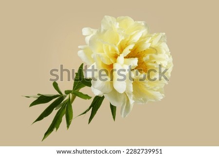Bright yellow peony flower isolated on beige background.