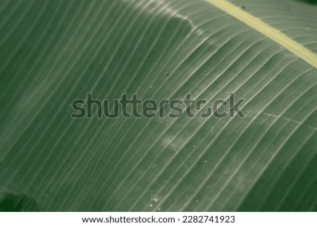 Close up Banana green leaves texture and blurry background in outdoor