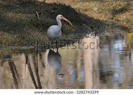 Tranquil Moments White Ibis at Still Water 