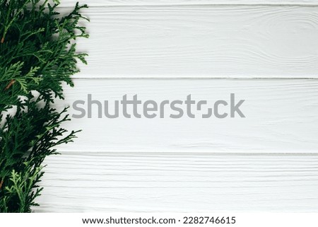 White textured wooden background with green thuja branch. Background of light wooden boards for design