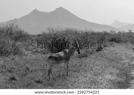Side view of a rare deer antelope standing in the dry red savannah plains of Tsavo East National Park, Kenya, Africa; black and white photograph