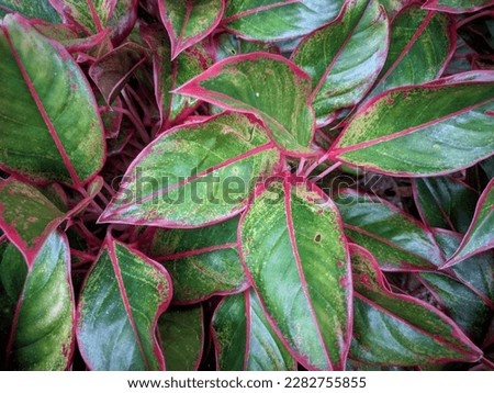 Green leaves with red border, red and green leaf background