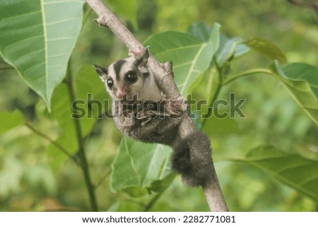 Sugar glider petaurus breviceps on the tree branch. Royalty-Free Stock Photo #2282771081