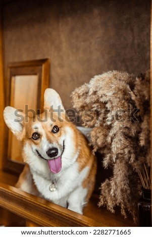 Red corgi dog sits with tongue sticking out on a shelf
