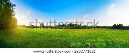 yellow flowers hill and blue sky at sunset time Royalty-Free Stock Photo #2282771821