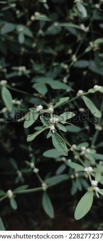 Chamaesyce is a genus of plants in the family Euphorbiaceae. Recent phylogenetic studies have shown that Chamaesyce is deeply nested within the broader Euphorbia.[ Royalty-Free Stock Photo #2282772377