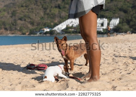 A playful red dog is watching a puppy on a beach