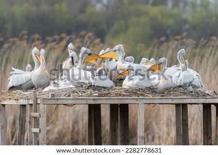 A colony of Dalmatian pelican laying on nest on a man build platform Royalty-Free Stock Photo #2282778631