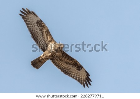 Common buzzard flying and looking to the ground for prey Royalty-Free Stock Photo #2282779711