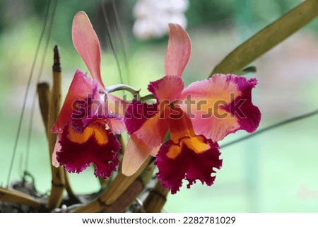 A beautiful picture of an orchid.