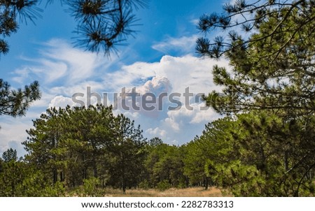 A pink heart-shaped cloud hovering over a pine forest. Amazing nature.
