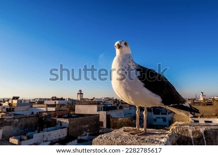 pigeon on the roof, beautiful photo digital picture